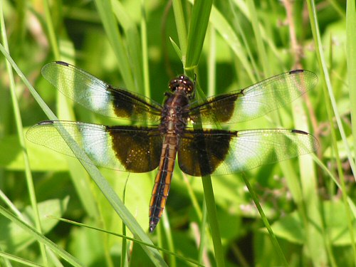 05_strekoza1.jpg