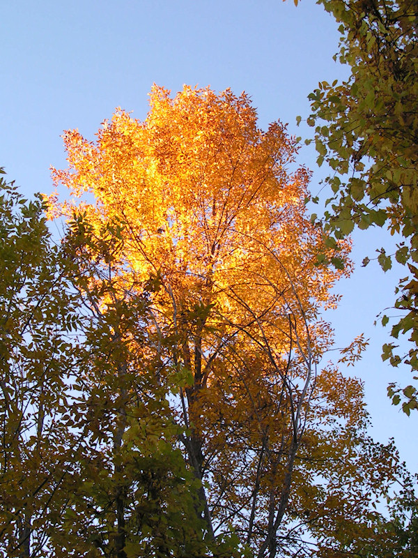 2006_fall06.jpg