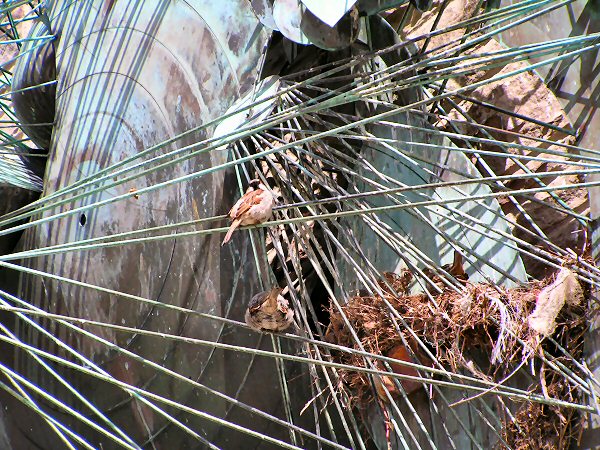 Gerald Gladstone, Solar Net, 1963